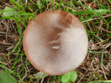 country mushroom photographed from above, raw ingredient for cookingの写真素材