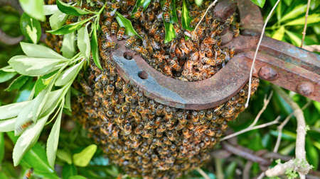 swarm of natural bees in the countrysideの写真素材