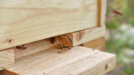worker bee brings pollen in the hiveの写真素材