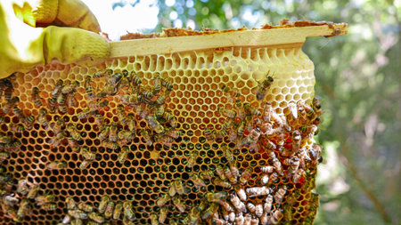 hive with breeding bees for the honey production