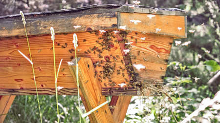 farming of wooden hive with flyng bee colonyの写真素材