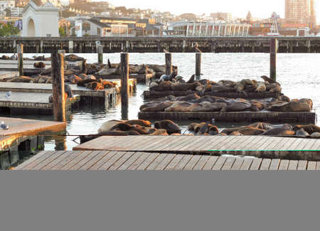 seals in San Francisco Bay