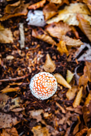 magic poisonous mushrooms with forest leavesの写真素材