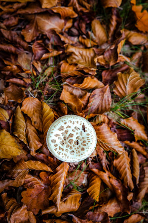 magic poisonous mushrooms with forest leavesの写真素材