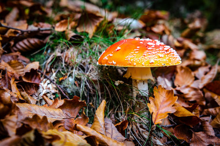 poisonous mushroom with dry forest leavesの写真素材