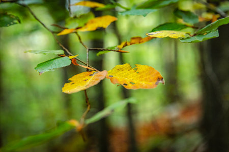 Early autumn woodland foliage macro detailの写真素材