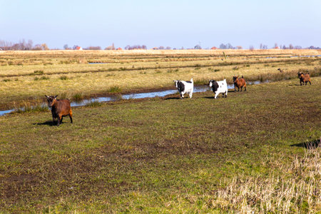 Grazing sheep in the Dutch plainsの写真素材