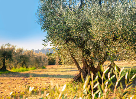 Olive tree cultivation in a landscape for making olive oil.の写真素材