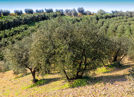 Italian projects using olive trees to produce olive oilの写真素材