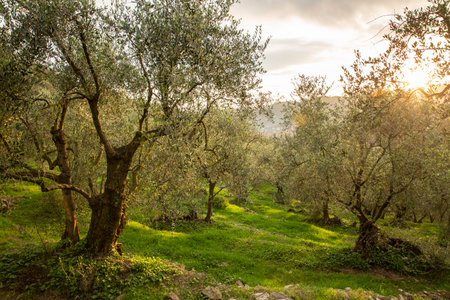 The Ligurian olive trees that are used to make extra virgin olive oilの写真素材