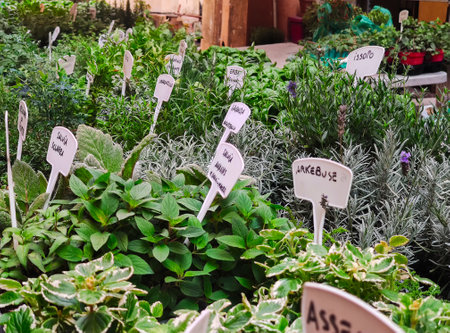 For sale are aromatic Ligurian plantsの写真素材