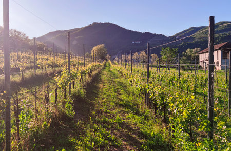 Scenic Italian Vineyard with Mountains and Sunlightの写真素材