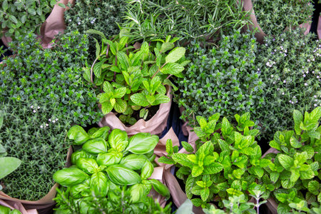 Fresh Culinary Herbs Basil and Mint Thyme and Rosemaryの写真素材