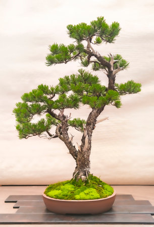 Elegant Bonsai Tree with Moss in Pot on Wooden Display Standの写真素材