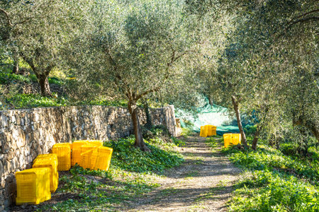 Olive terrace in Liguria with yellow crates for olive harvest, surrounded by a sunny rural landscapeの写真素材
