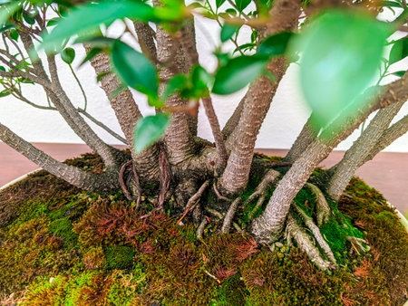 Bonsai Tree Roots Close-Up with Mossの写真素材