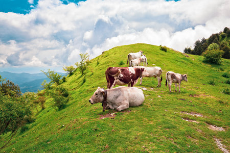 Grazing Cows on a Lush Mountain Meadow in the Italian Alpsの写真素材