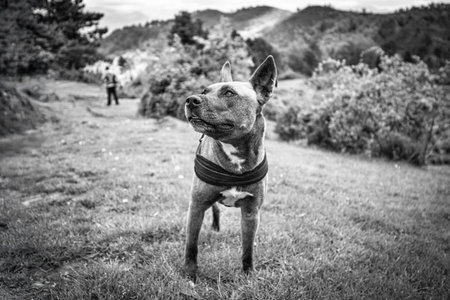 Black and White Portrait of a Dog in Natureの写真素材