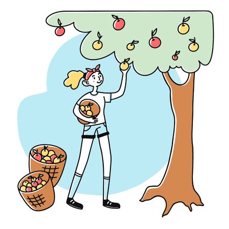 Female gardener picking apples. Gathering harvest, tree, fruit flat illustration. Autumn, fall, orchard concept for banner, website design or landing web pageの写真素材