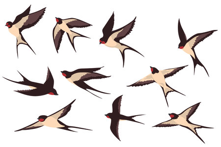 Colorful flying swallows flat illustration set. Cartoon birds flock in fight with different poses isolated vector illustration collection. Wildlife and fauna conceptのイラスト素材
