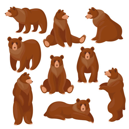 Brown bears set. Different views and poses of cute cartoon grizzly sitting, standing, walking isolated on white. Vector illustrations for wildlife, predators, mammal animals conceptのイラスト素材