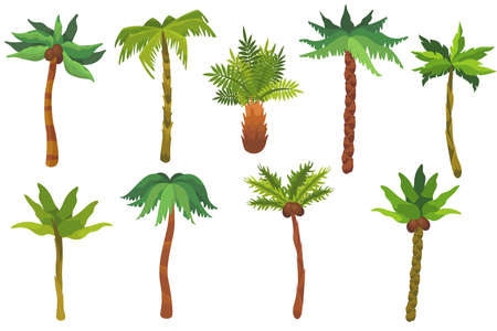 Cartoon palm trees flat vector illustrations set. Collection of green tropical trees with coconut isolated on white background. Jungle, tropics, travelling, vacation conceptのイラスト素材