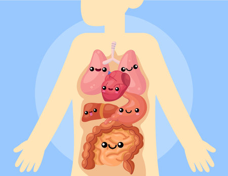 Cute organs inside human body vector illustration. Happy lung, heart, liver, stomach and intestines...