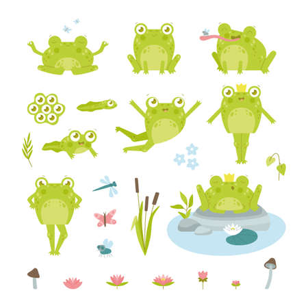 Cute happy toad or frog character flat vector illustrations set. Funny drawings of eggs, tadpole and adult green amphibian in crown, lotus, insects isolated on white background. Nature, fauna conceptのイラスト素材