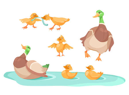 Duck with cute ducklings in pond cartoon illustration set. Little yellow ducks fighting for worm, following mother, swimming in lake or river. Farm animal, wildlife conceptのイラスト素材