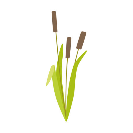 Reed with green leaves and brown tops of stems. Flat vector isolated on white backgroundのイラスト素材