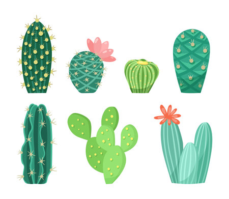 Cacti vector illustrations set. Blooming and non-blooming cacti of different types on white background. Plant, succulent conceptのイラスト素材