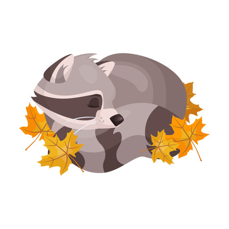 Cute raccoon character sleeps covered with orange autumn maple leaves. Vector illustration of small wild forest animal isolated on white. Woodland, nature, mascot conceptのイラスト素材