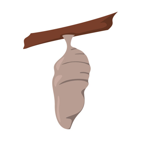 Stage of life cycle of butterfly vector. Cartoon drawing of pupa isolated on white background. Nature, spring conceptのイラスト素材