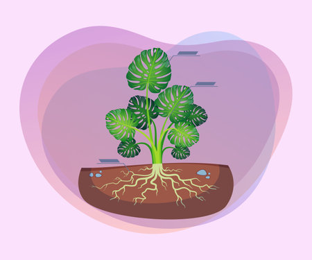 Cartoon drawing anatomical structure of plant consisting of root, stems and leaves. Botanical anatomy and biology conceptのイラスト素材