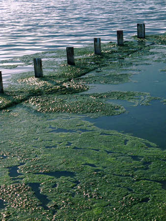Green algae growing on the water's surfaceの写真素材