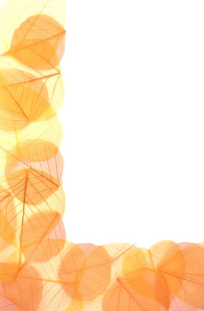Dry colored leaves over white background