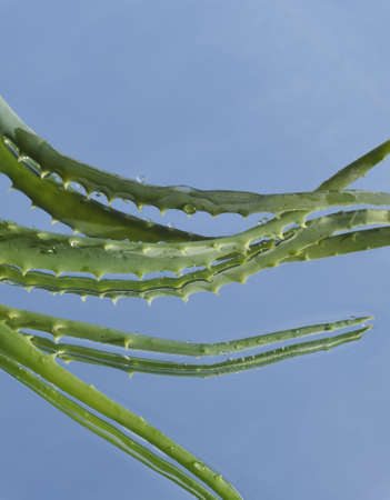 Leaf of aloe over blue backgroundの写真素材