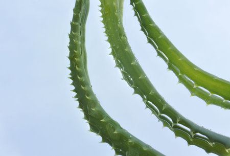 Leaf of aloe over blue backgroundの写真素材