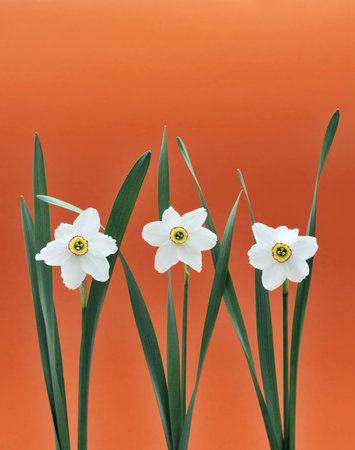 Daffodils over orange backgroundの写真素材