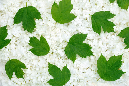 Guelder rose blossoms and leaves - background