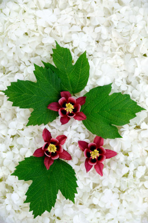 Guelder rose and columbine  blossoms - backgroundの写真素材