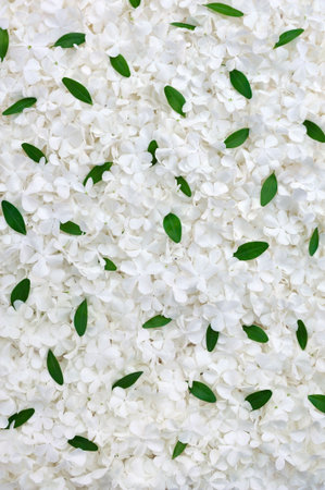 Guelder rose blossoms and myrtle leaves - background