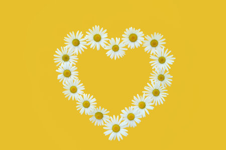 Daisy in love shape over yellow backgroundの写真素材