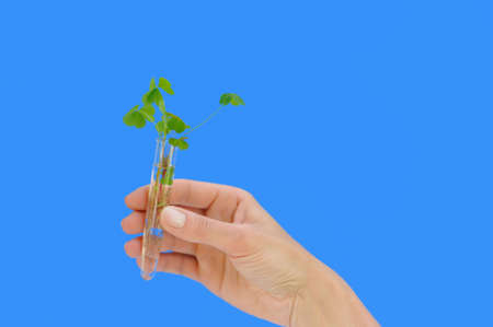 Hand holding tube with fresh  sorel (oxalis)の写真素材