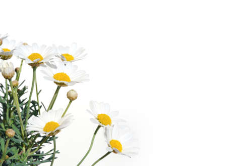 Fresh Daisies isolated on white backgroundの写真素材