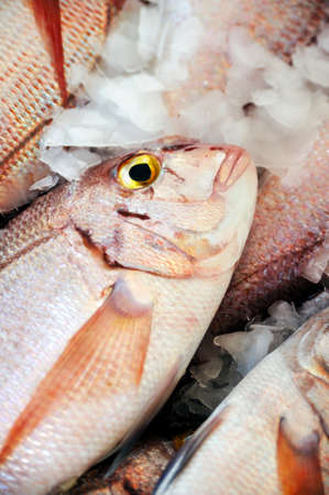 Fresh Red Snapper, market of Madeira, Portugalの写真素材
