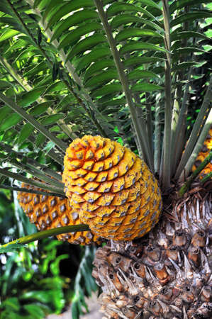 Cycad cone, Encephalartos Transvenosus - Monte Palace botanical garden, Monte, Madeiraの写真素材