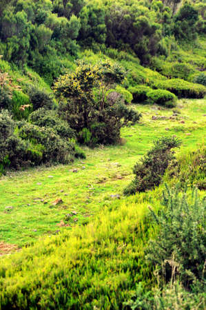 Plateau of Parque natural de Madeira, Madeira island,  Portugalの写真素材