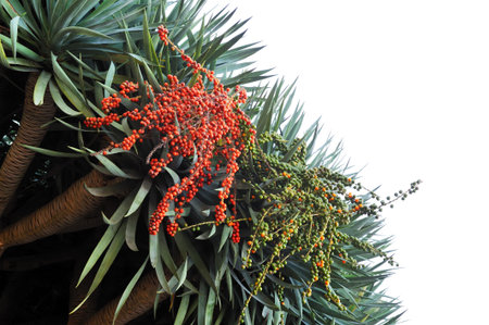 Dragon tree,  Dracaena draco - Madeira