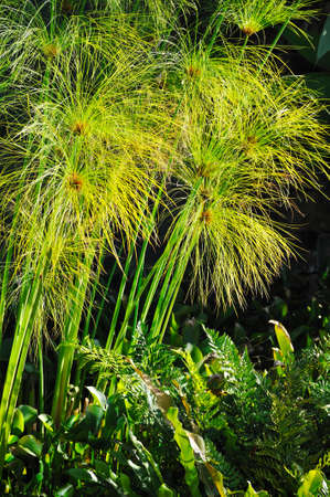 Cyperus papyrus - detailの写真素材